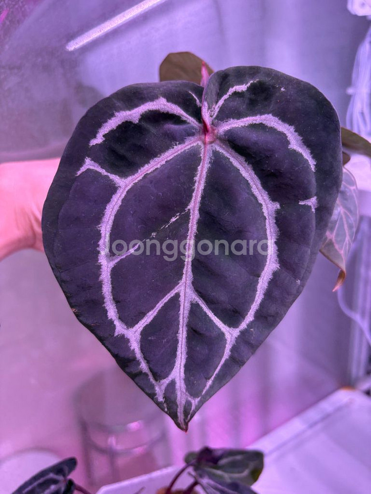 안스리움레크레크--0