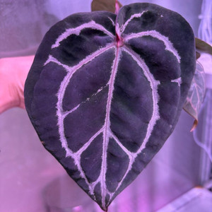 안스리움레크레크