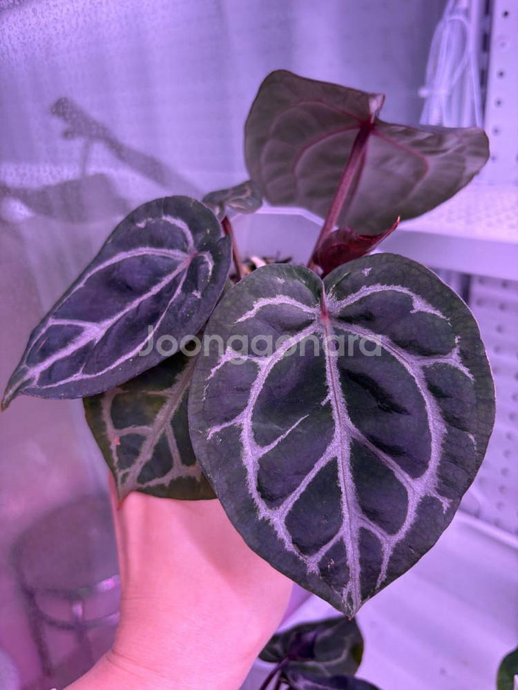 안스리움레크레크--1