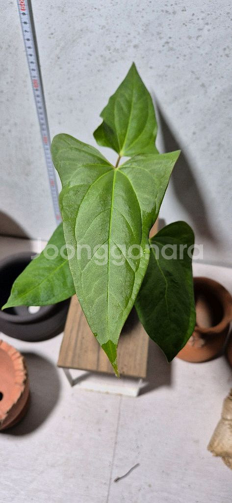 안스리움 포르틸레--0