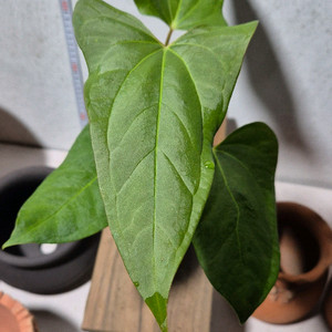 안스리움 포르틸레