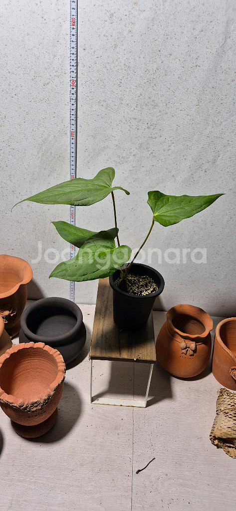 안스리움 포르틸레--1