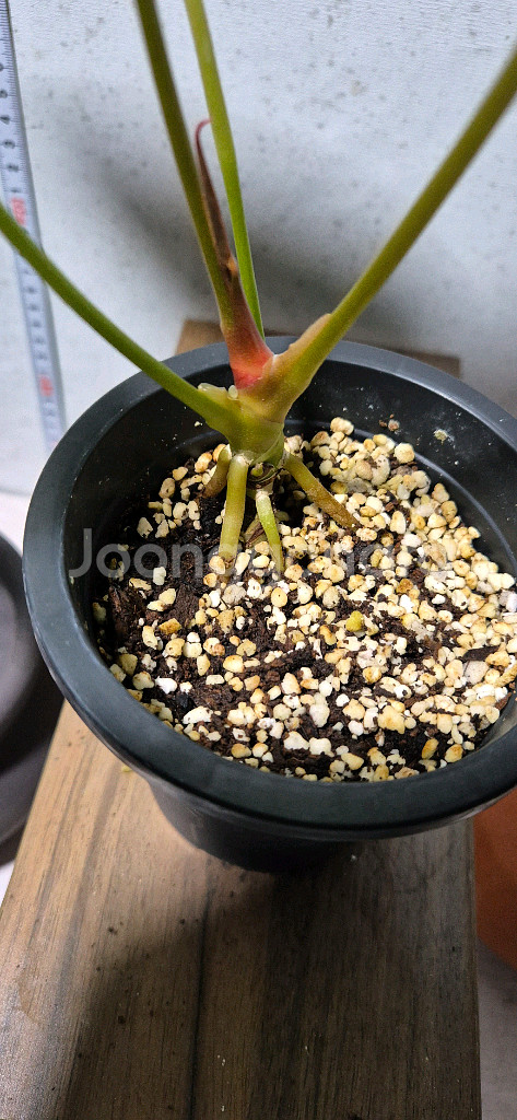 안스리움 포르틸레--2