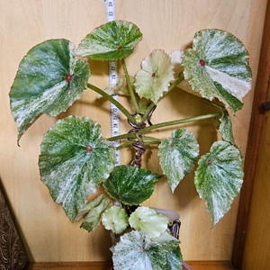 베고니아 무늬 루즈