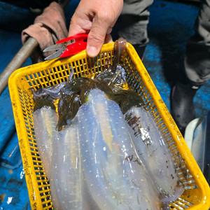 백경 노블리어 에기 되팔이 소문만들었지 장난아니구나ㅋㅋㅋ