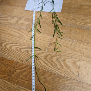 호야 리네아리스