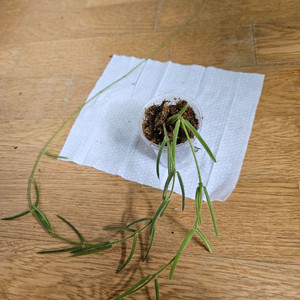 호야 리네아리스