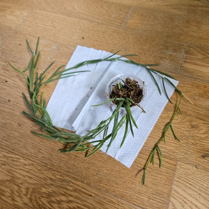 호야 리네아리스