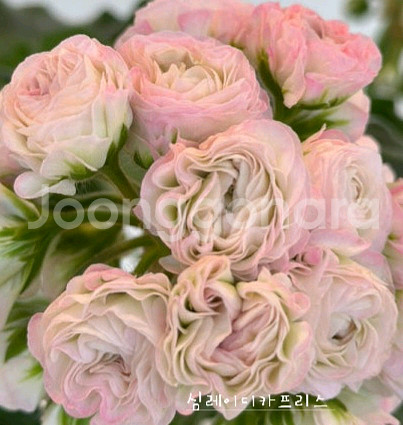 제라늄 2종 심레이디카프리스 ,메들레종2--0