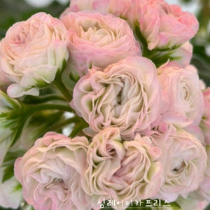 제라늄 2종 심레이디카프리스 ,메들레종2