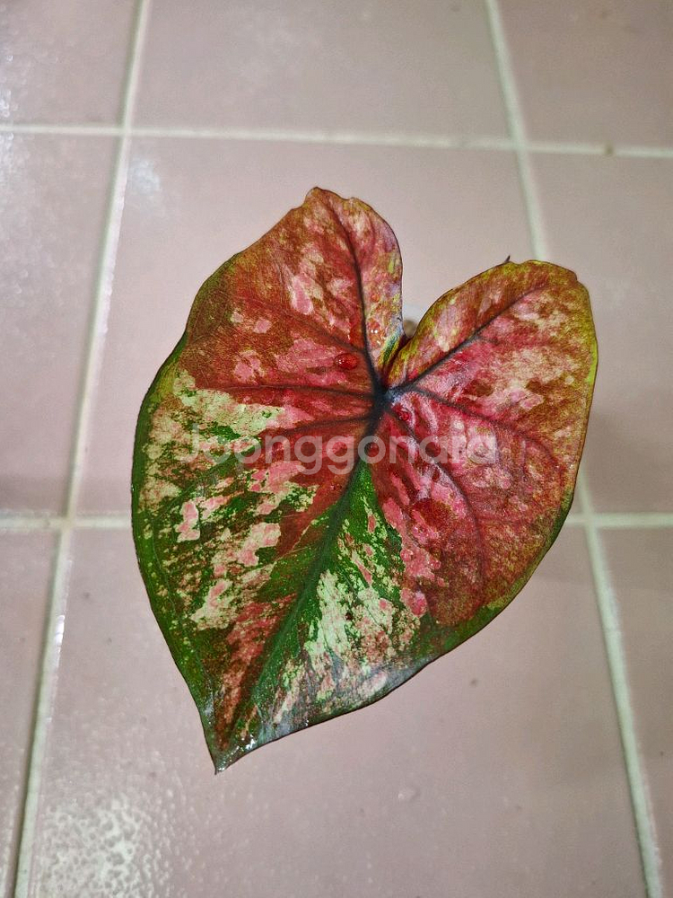 칼라디움 옵티머스--1