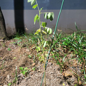 GS25 편의점 모바일 상품권 1만원->8800원