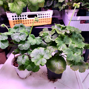 대품제라늄2종(13.21/러시아의아름다움)