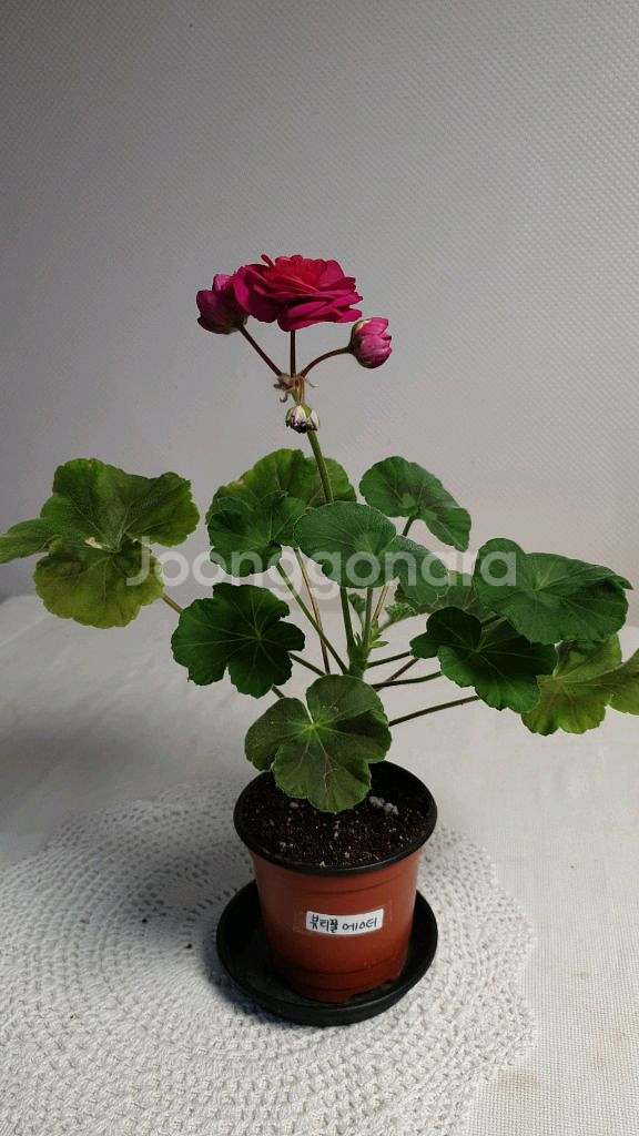 뷰티풀에스더 ㅡ 제라늄--1