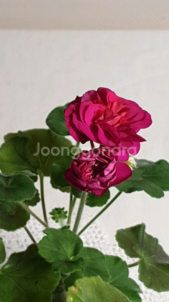 뷰티풀에스더 ㅡ 제라늄--0