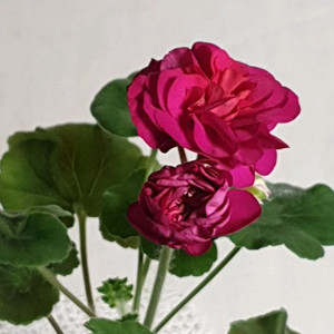 뷰티풀에스더 ㅡ 제라늄