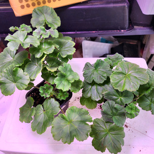 제라늄2종(러시아의아름다움/송오브콜초바)