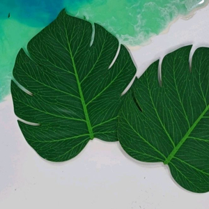 몬스테라 티코스터 일괄