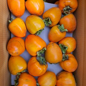 장성 대봉감 10kg, 15kg 예약판매