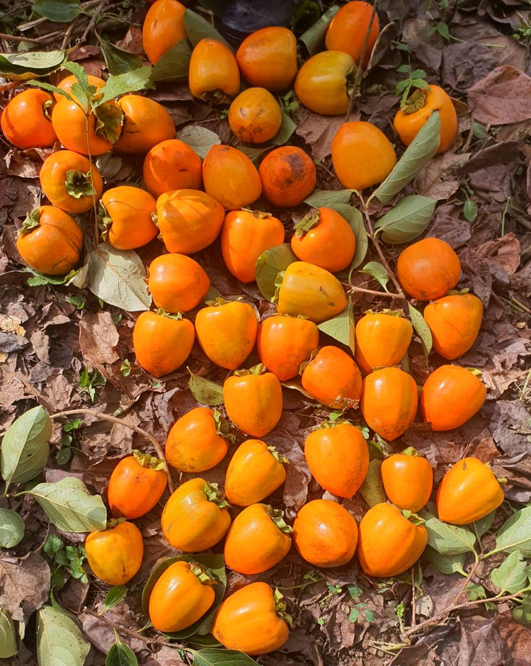 장성 대봉감 10kg, 15kg 예약판매--3