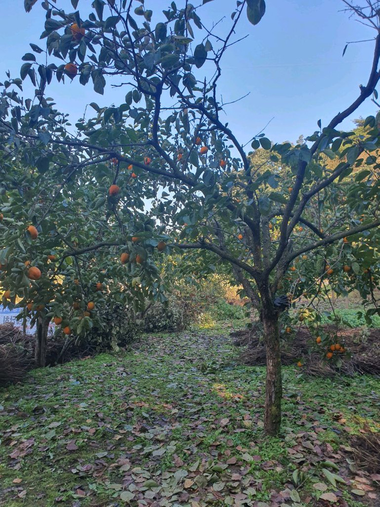 장성 대봉감 10kg, 15kg 예약판매--1