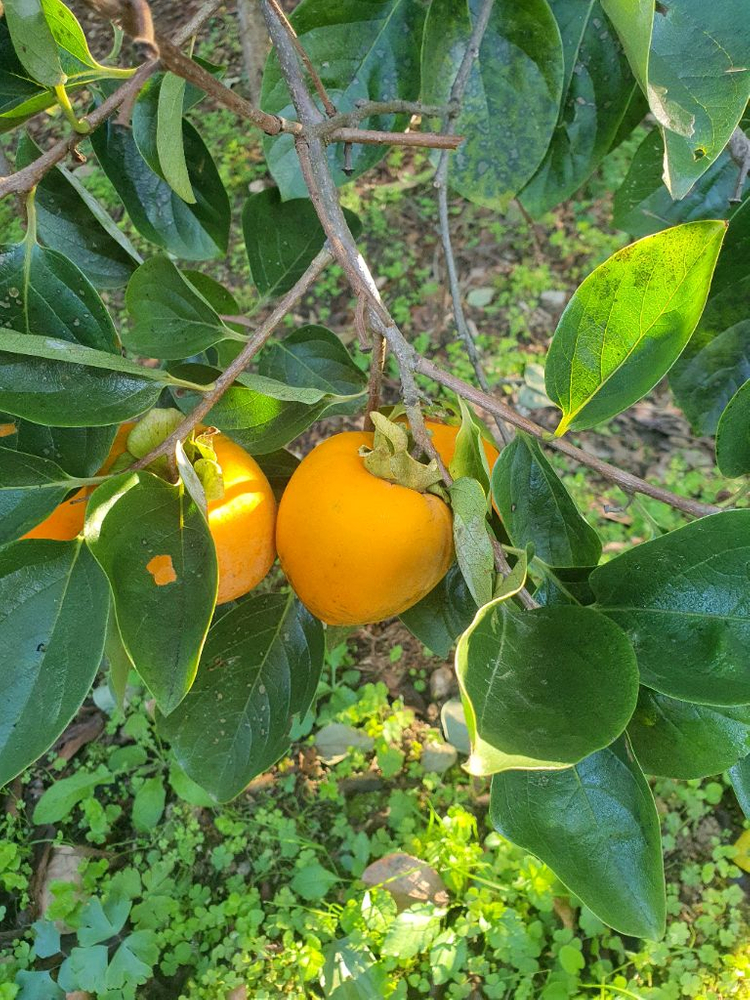 장성 대봉감 10kg, 15kg 예약판매--2