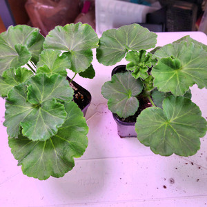 제라늄2종(모험가/이다 실버웨딩)