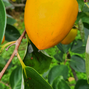 무료배송곡성 달고 맛있는 대봉감17k