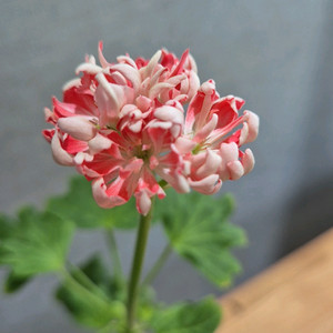 해처럼 제라늄 (스텔라제라늄)