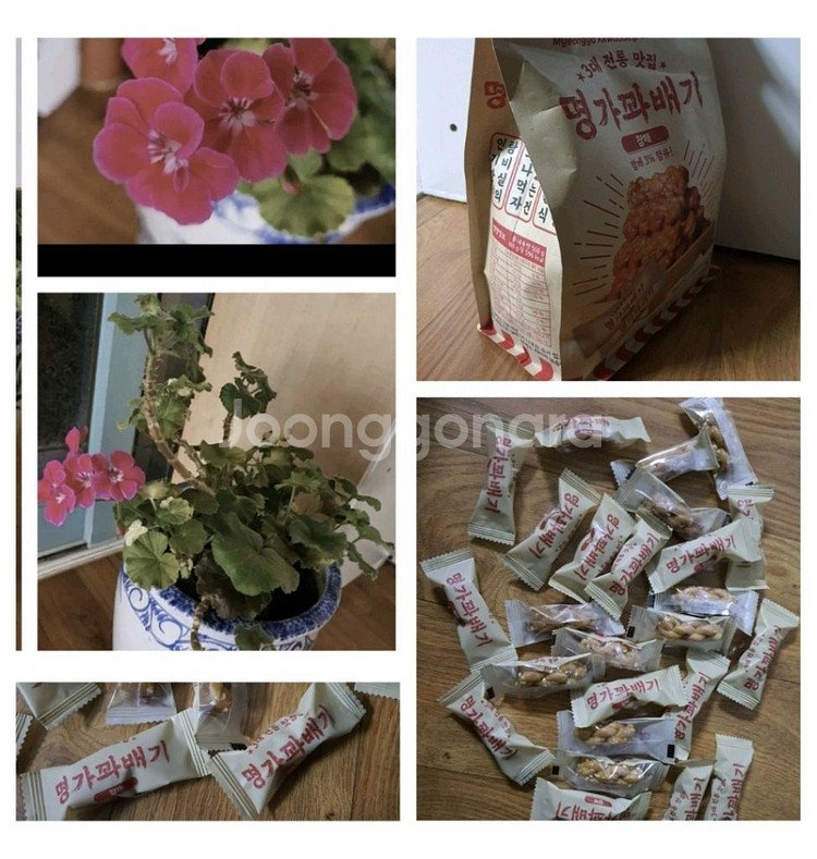 제라늄 예쁜꽃이 피고있음 고급도자기 큰화분포함1만원 명가꽈배기25개덤--1