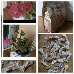 제라늄 예쁜꽃이 피고있음 고급도자기 큰화분포함1만원 명가꽈배기25개덤