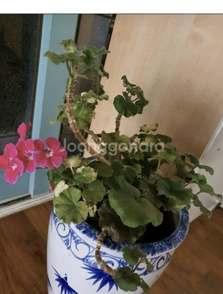 제라늄 예쁜꽃이 피고있음 고급도자기 큰화분포함1만원 명가꽈배기25개덤--3