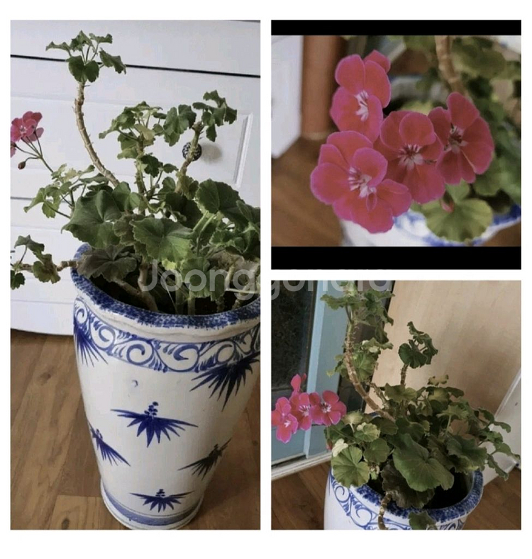 제라늄 예쁜꽃이 피고있음 고급도자기 큰화분포함1만원 명가꽈배기25개덤--2