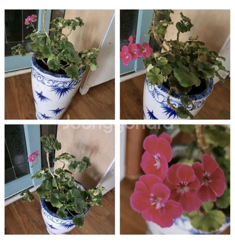 제라늄 예쁜꽃이 피고있음 고급도자기 큰화분포함1만원 명가꽈배기25개덤--6