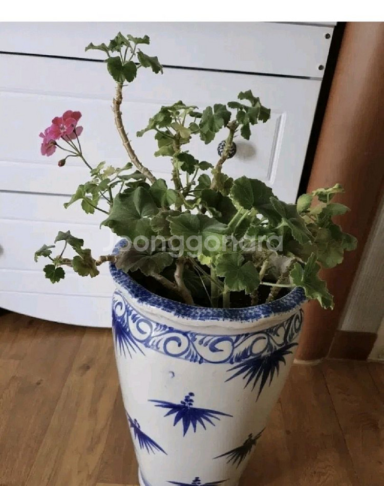 제라늄 예쁜꽃이 피고있음 고급도자기 큰화분포함1만원 명가꽈배기25개덤--4