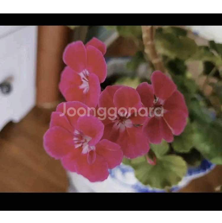 제라늄 예쁜꽃이 피고있음 고급도자기 큰화분포함1만원 명가꽈배기25개덤--5