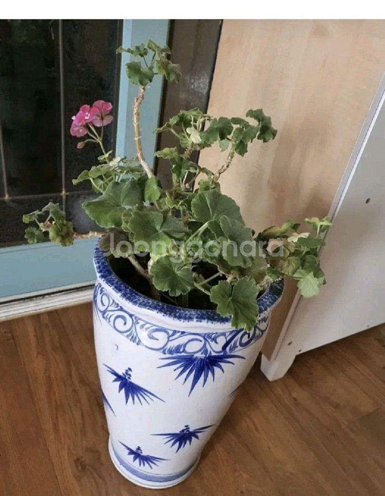 제라늄 예쁜꽃이 피고있음 고급도자기 큰화분포함1만원 명가꽈배기25개덤--7