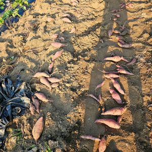 꿀고9마[12kg-포장제외]8