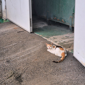 콘텐츠이용료 80팝니다