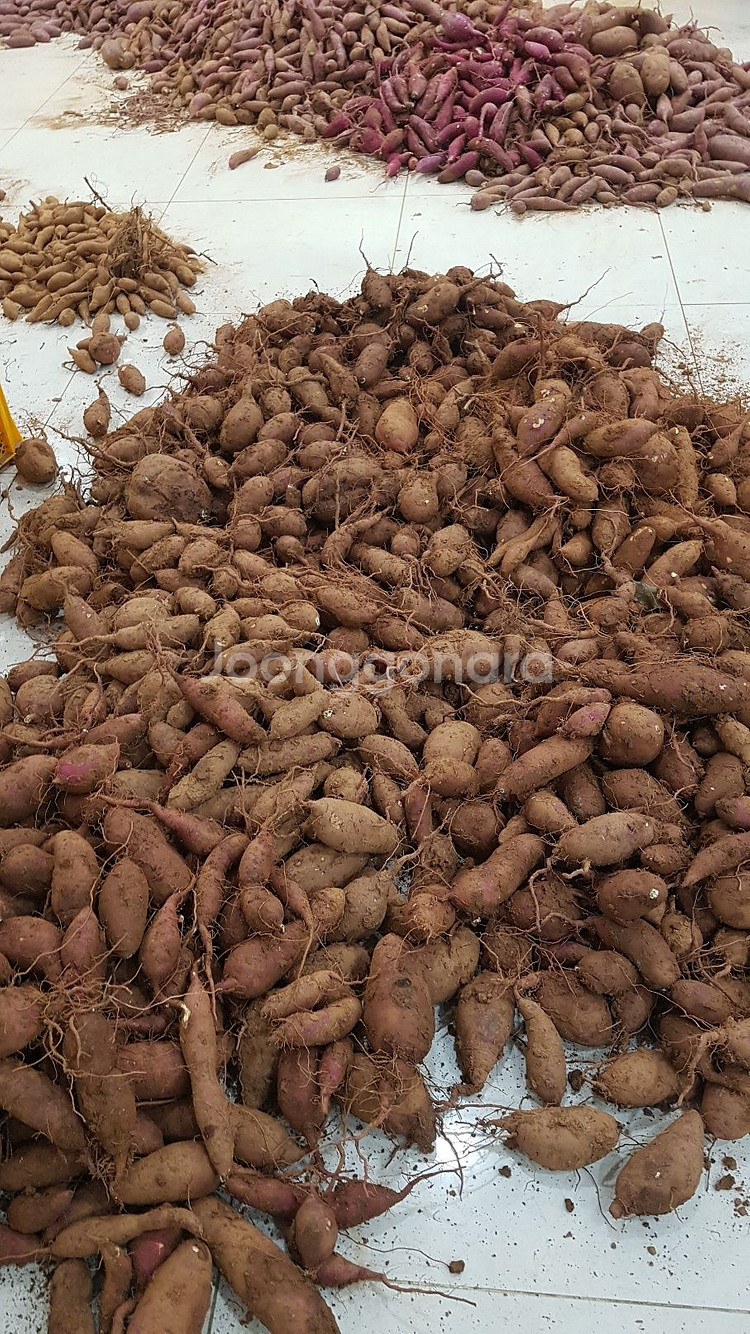 황 토 고 구 마--0