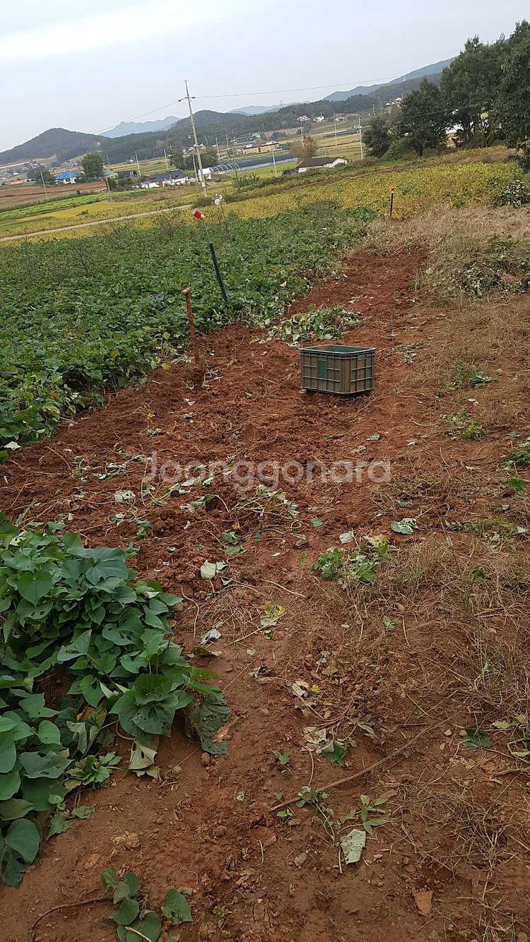 황 토 고 구 마--1