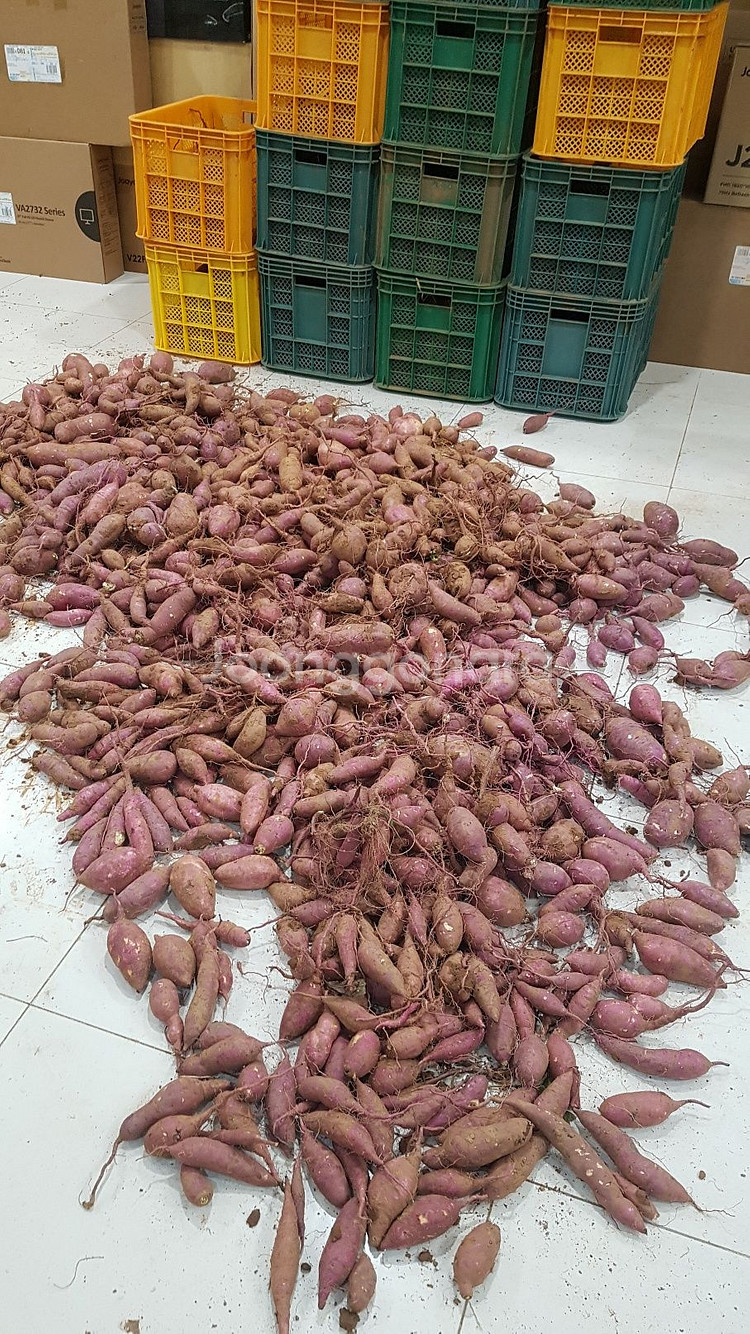 고구마 10kg--0