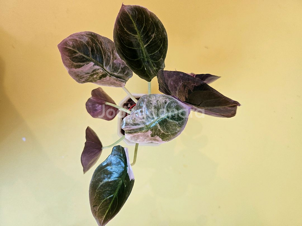 알로카시아 쿠프레아 핑크 바리에가타<안스 호야x>--0