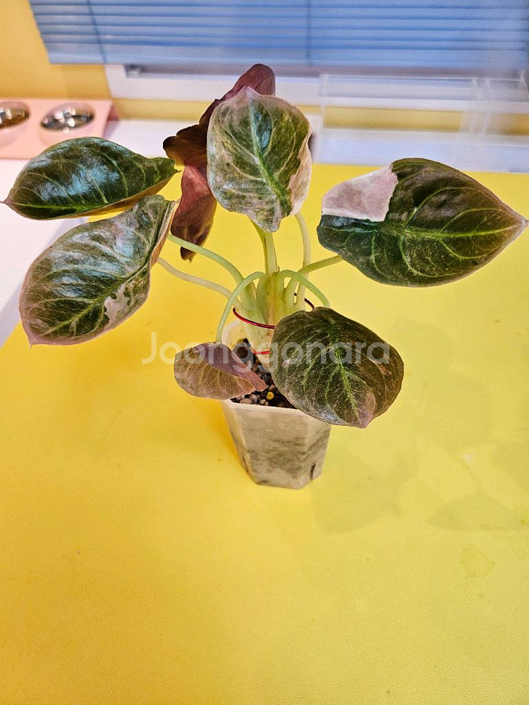 알로카시아 쿠프레아 핑크 바리에가타<안스 호야x>--1