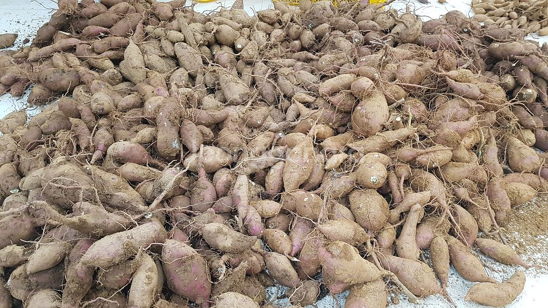 자연산 고구마 10kg--1