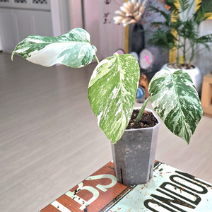 몬스테라알보 보르시지아나 바리에가타