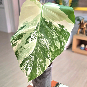 몬스테라알보 보르시지아나 바리에가타