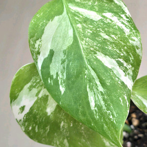 몬스테라알보 보르시지아나 바리에가타