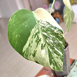 몬스테라알보 보르시지아나 바리에가타