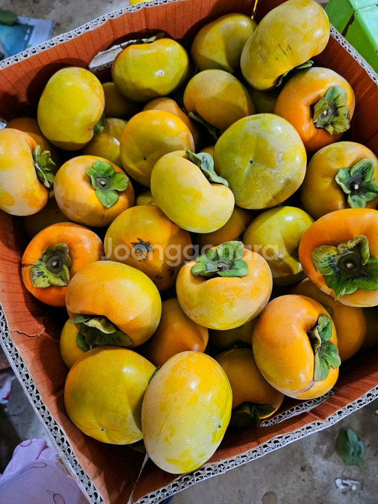 창원북면 단감--0